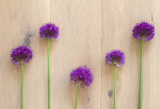 design concept of natural evolution, likeness, similarity and differences with chives flowers over light wooden flat lay poster