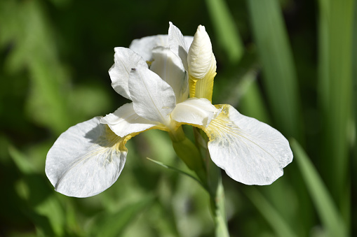 Garden with a perfect white Siberian iris flower blossom flowering.