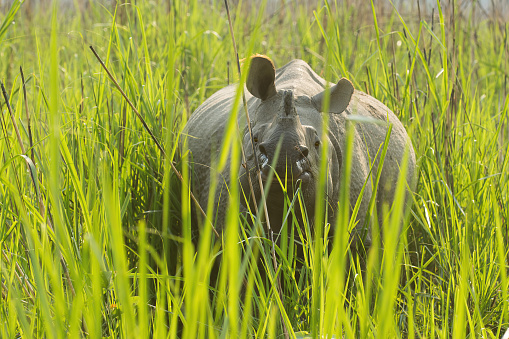 Indian Rhino grazing at late afternoon at Chitwan National park -  Nepal