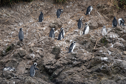 magellanic penguin spheniscus magellanicus standing on the rocks of the penguin colonies of chiloe chile