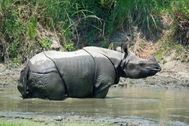 istock Indian Rhino  inside a pond at Chitwan National park -  Nepal 1501570090