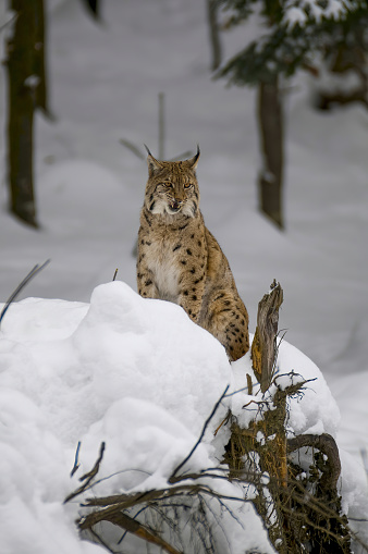 Lynx inside the snow at the natural bayerischer wald - Germany