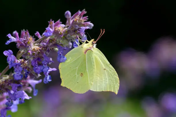 Common brimstone butterfly - Gonepteryx rhamni sucks with its trunk nectar from a blossom