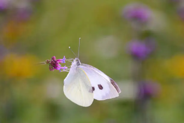 Small cabbage white butterfly - Pieris rapae - sucks nectar with its trunk from the blossom of the purpletop vervain - Verbena bonariensis