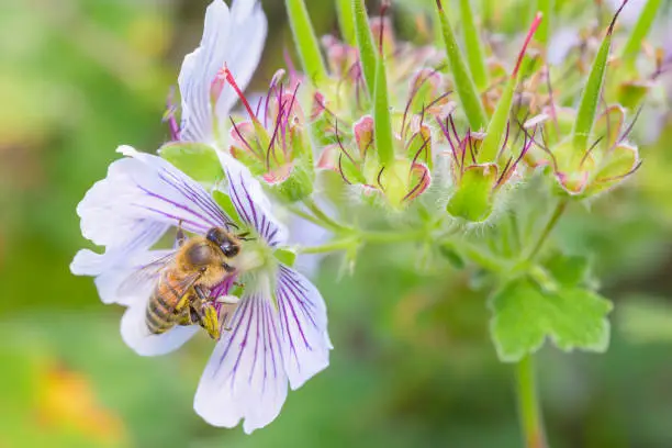 Bee - Apis mellifera - pollinates a blossom of the Geranium renardii