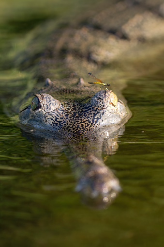 Gharial with a dragonfly inside narayani river - chitwan National Park - vertical view  Nepal