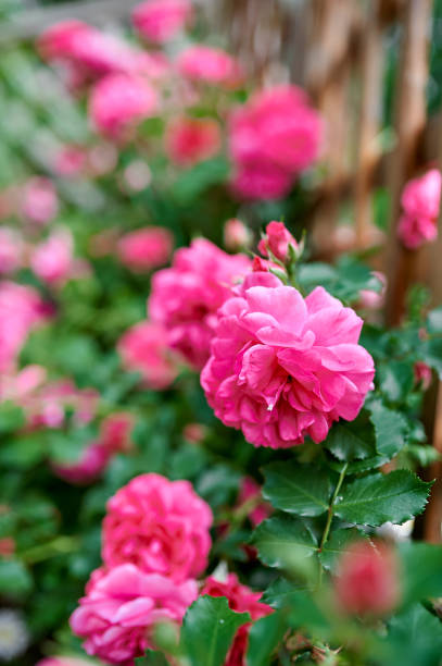 istock red tea rose bush in nature 1501578896