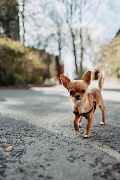 istock chihuahua walks on asphalt without an owner 1501579444