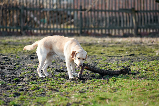 Fawn Labrador playing with a stick on green grass, village, sunny weather