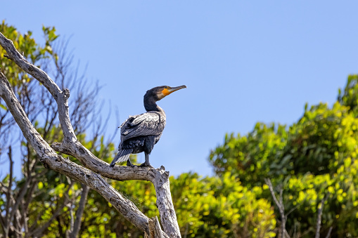 Great cormorant, phalacrocorax carbo, also known as the black shag, perched on a eucalyptus tree, with summer blue sky background. Kenett river, Great Ocean Road, Australia.