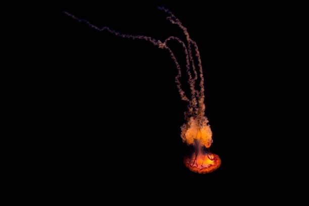 Led colored jellyfish on a black background