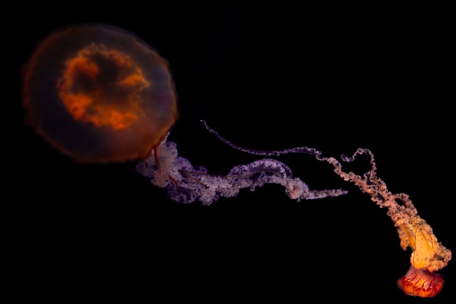 Two luminescent jellyfish suspended against a dark backdrop with their tentacles draped gracefully as they drift peacefully with their eyes closed