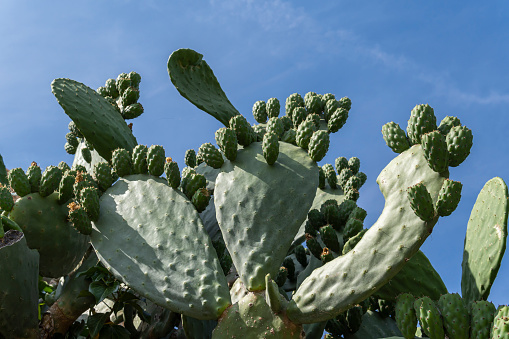 Close-up of a prickly pear cactus, Opuntia ficus-indica, with green fruits. Island of Mallorca, Spain