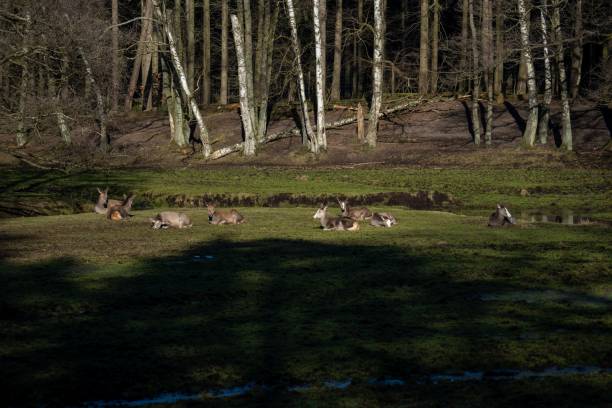 istock Group of deer is peacefully resting in a lush grassy meadow 1501592087