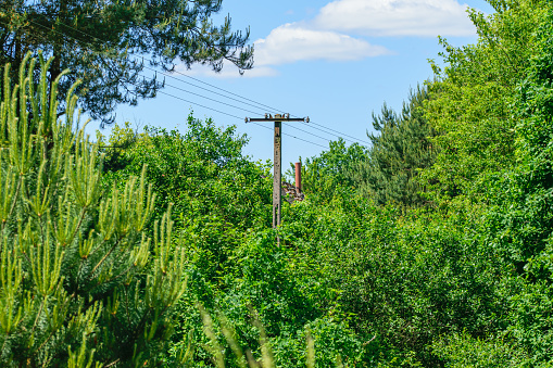 A power telegraph pole standing among the green trees somewhere in the middle of nowhere