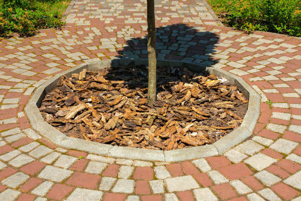 istock The soil under the tree is mulched with bark. A young tree is planted in the park. Pavement tiles around a tree 1501598392