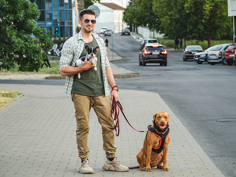 Charming dog, pretty little puppy and attractive man on a walk. Urban landscape on the background of cars. Closeup, outdoor. Day light. Concept of care, education, obedience training and raising pets