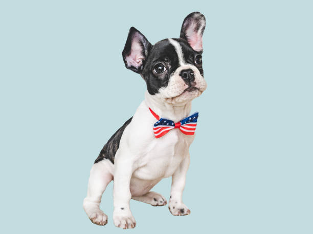 istock Charming puppy and a bow tie. Closeup 1501603792
