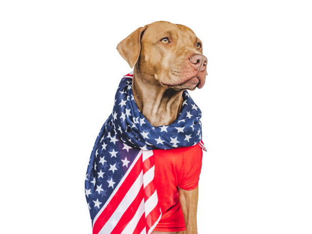 istock Charming, lovable brown puppy and American Flag 1501604853
