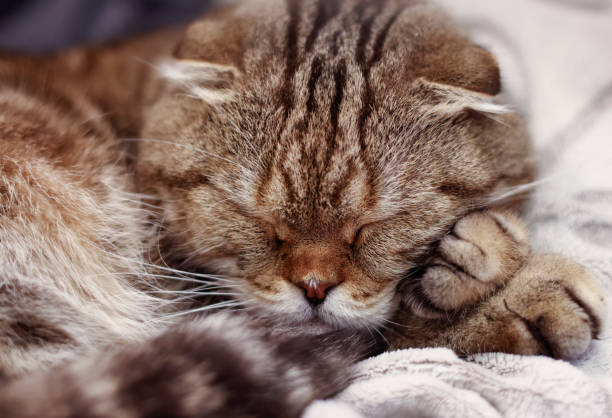 istock Sleeping tabby cat. A very cute animal. 1501604872