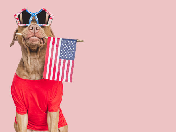 istock Cute brown puppy and sunglasses with American Flag pattern 1501604873