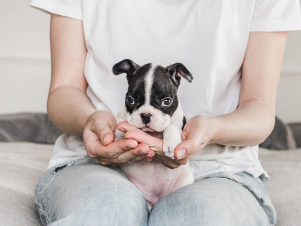 istock Lovable, pretty puppy and female hands. Close-up 1501606574