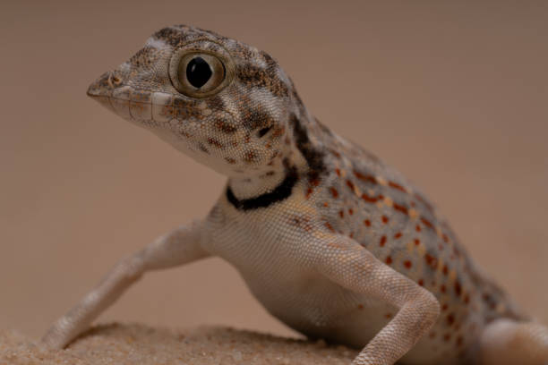istock Scorpion tail gecko in the sand 1501625539