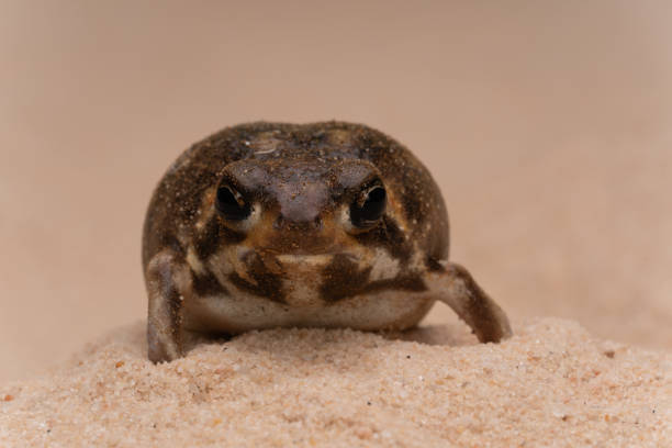 Desert rain frog macro close up sand desert rain