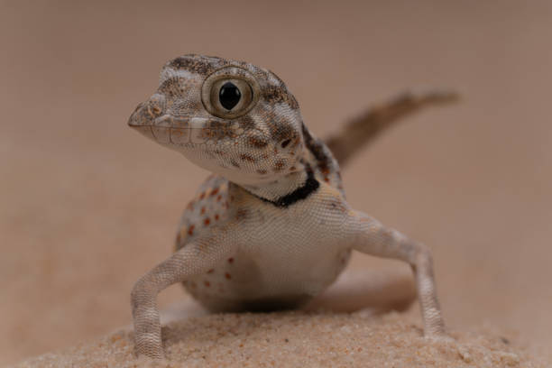 istock Scorpion tail gecko in the sand 1501626049