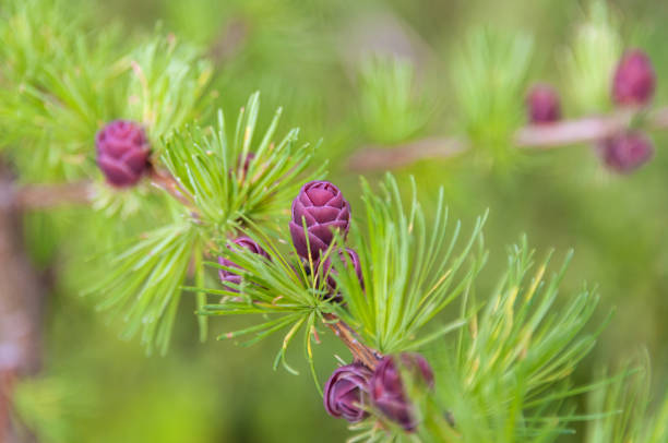 The world of an Alaskan Larch tree unfolds in this photograph. The close-up composition unveils a captivating tapestry of colors and textures. Against a backdrop of vibrant green foliage, the delicate and tender needles create a soothing harmony. Amidst this verdant scene, the dark red cones take center stage, adding a touch of mystery and maturity.