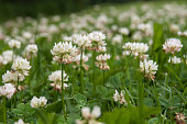 White Clover Blossoms in an Expansive Field