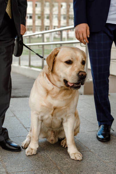 istock Labrador at the wedding with the newlyweds. 1501631101