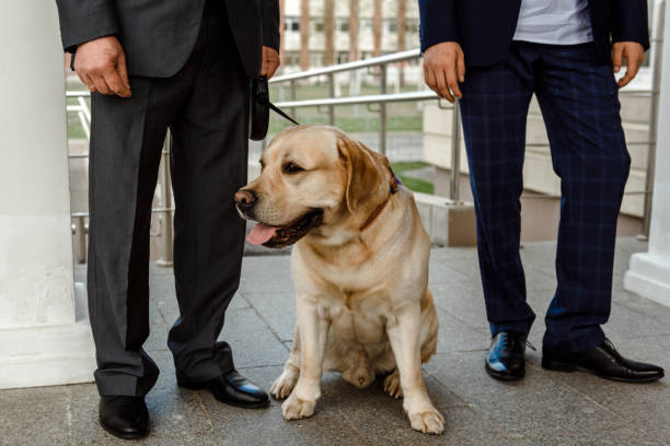 istock Gentlemen men with a Golden Retriever dog. 1501631546