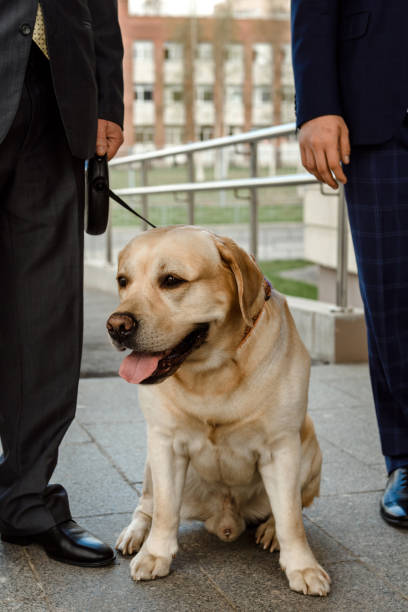 istock Gentlemen men with a Golden Retriever dog. 1501631580