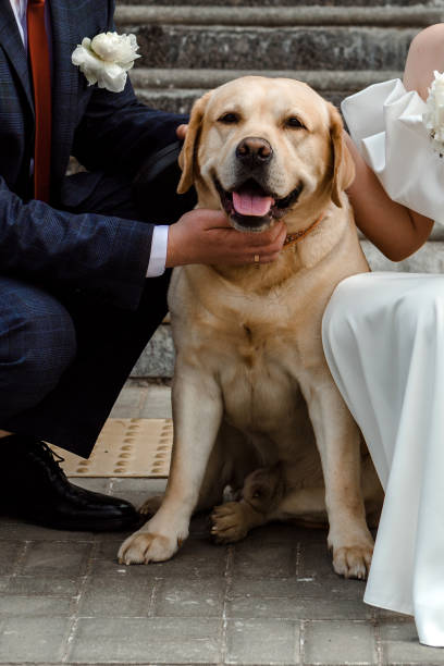istock The bride and groom with a dog. 1501636417