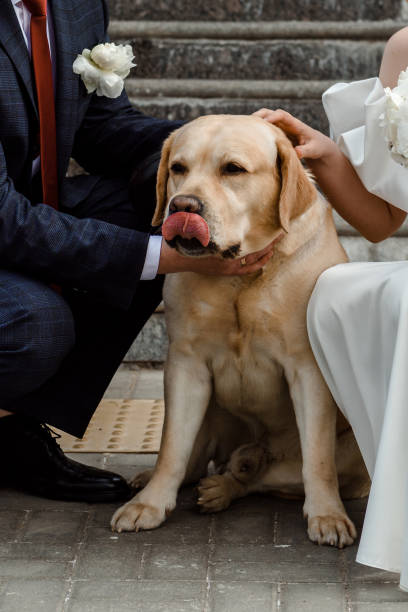 istock The bride and groom with a dog. 1501636445