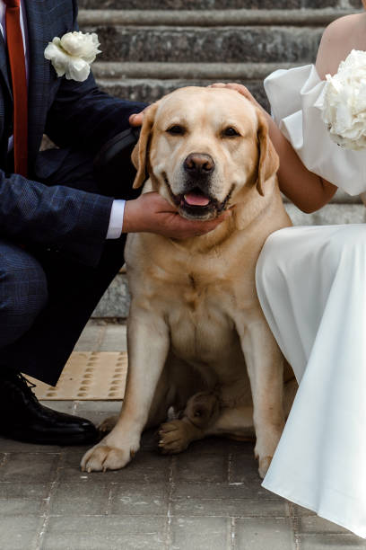 istock The bride and groom with a dog. 1501636475