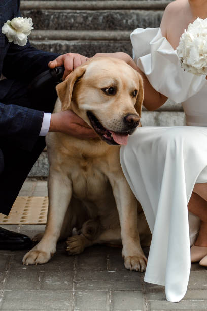 istock The bride and groom with a dog. 1501636997