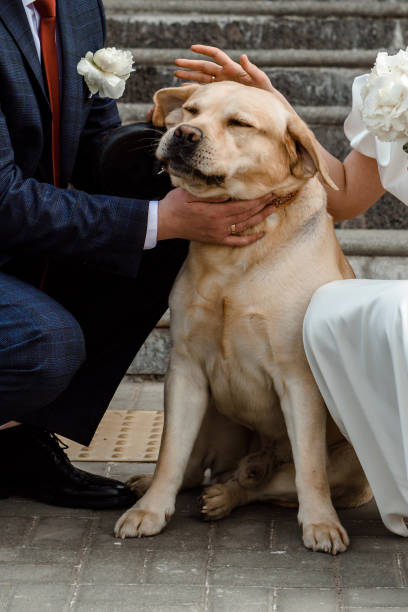 istock The bride and groom with a dog. 1501637018