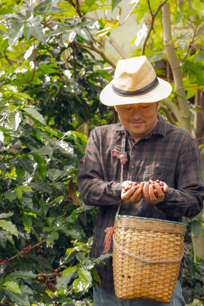istock Asian man in hat picking coffee beans 1501637029