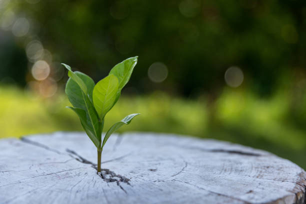 istock Young plants or tree growing from soil. Plants are growth in natural ecosystem. The young green trees are important for our environmental system. Agricultural development is harmed to environment. 1501637586