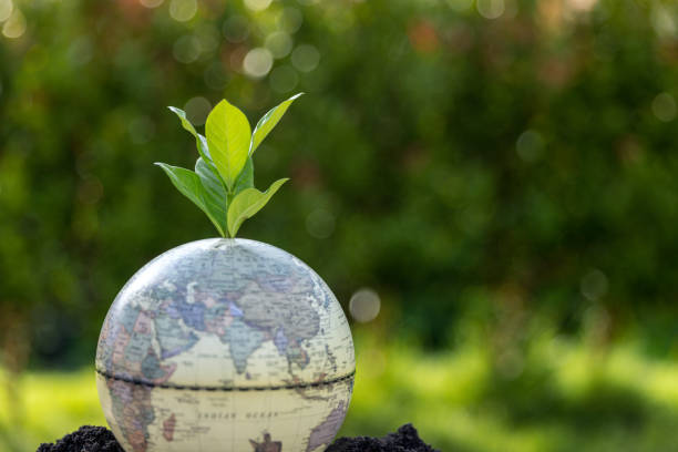 istock Young plants or tree growing from soil. Plants are growth in natural ecosystem. The young green trees are important for our environmental system. Agricultural development is harmed to environment. 1501639409