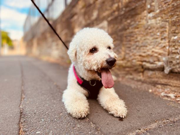 istock A tired dog lying down on a footpath on his early morning walk 1501641755