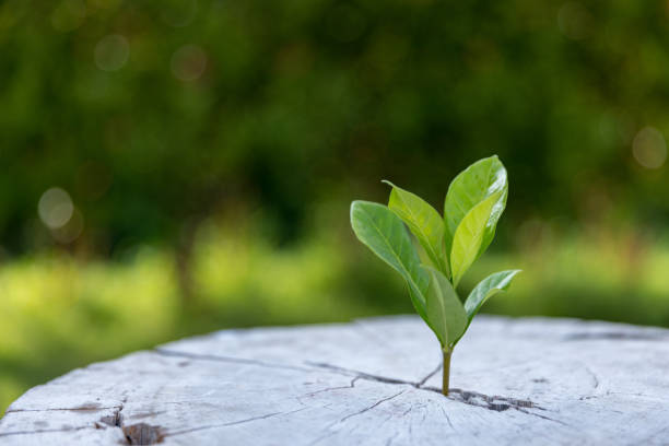 istock Young plants or tree growing from soil. Plants are growth in natural ecosystem. The young green trees are important for our environmental system. Agricultural development is harmed to environment. 1501643696