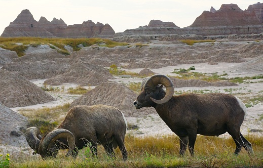 Badlands and Wildlife of the National Park