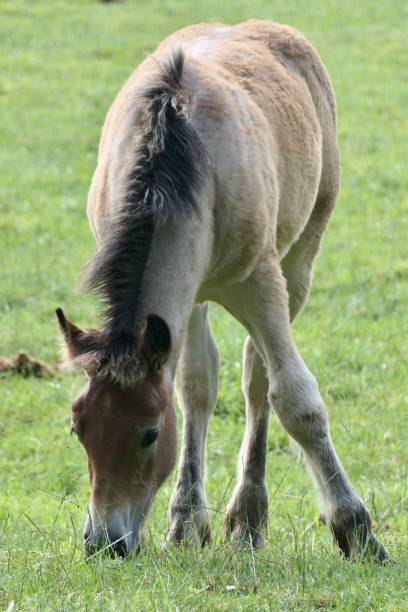 istock A horse foal grazing in the meadow. 1501652816