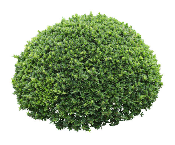 istock Tropical plant flower bush tree isolated on white background with clipping path. 1501653890