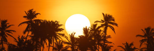 istock Tranquil Tropical Sunset: Big Close-up Sun, Silhouetted Palm Trees on Colorful Sky 1501654710