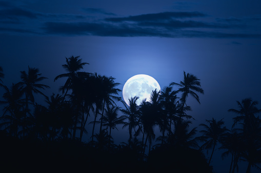 full moon among the palm leaves in the morning in Rio de Janeiro Brazil.
