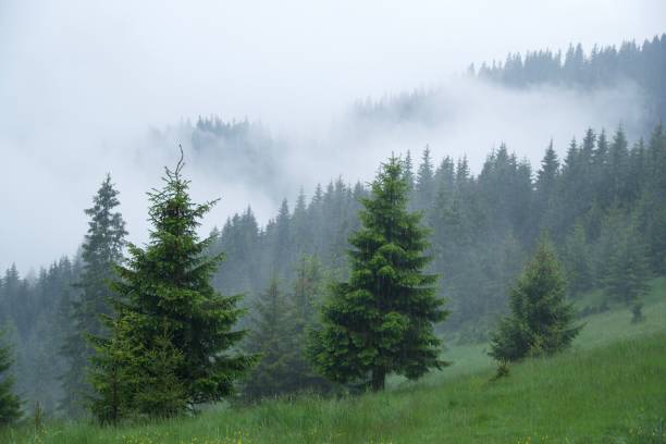 グラインド1避難所、ピアトラクレイウルイ山脈、ルーマニア - carpathian mountain range ストックフォトと画像